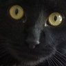 GirBerzerkerCat's profile picture. I'm just a cat, sitting here, judging you humans

Loves: Nip, NIN, and things w/ blinking lights

Hates: Nazis, Proud Boys, and Dancing

He/They/ASSHOLE-CAT!