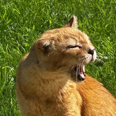 iam joey ! 17 years old. rescued ornge freckel boy and your best friend ! cat twitter gamndpa . sistor’s @pritteykitty & @mattieokay 🌈 mome @atmaladeleine
