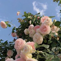 L🤍 (@llayanl0) Twitter profile photo