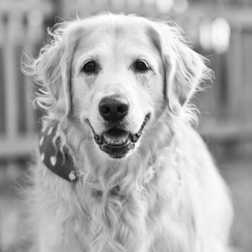 mixie444's profile picture. 