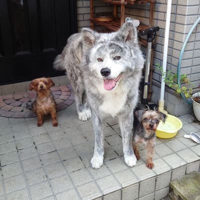 あんころもち (@okaapon007) / Posts / X