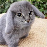 Rabbit (@therabbbb) 's Twitter Profile