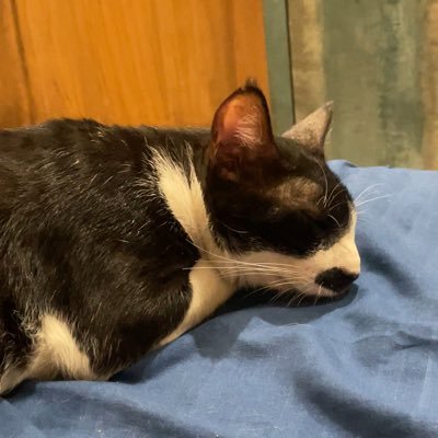 Intersectional Feminist • Opinionated & Headstrong • Leftist • Anti-caste • Anti fascist • She/Her • this is a cat account • Biromantic Ace 🖤🤍💜