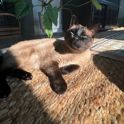 haleyyyscomet's profile picture. 