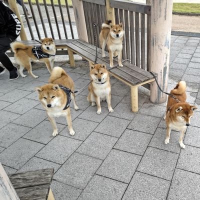 柴犬好きの親父です🖐️
酒と女🤔とワンコ🐕が大好き❤
少しばかり… 体調よろしくないためイイネ返しなどはなかなか思うようには行かないと思いますが…
ご理解いただければ幸いです🖐️🙇