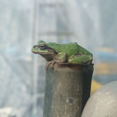 なのフラ：積みを崩し始めるさんのプロフィール画像