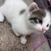 kay ✵ (@krazyykattt) 's Twitter Profile