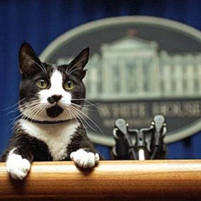 Been on here 10+years but need a restart, I prefer being a cat on the internet I think...