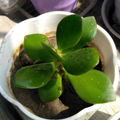 Yinwei2024's profile picture. 