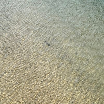 nguoivietonhat's profile picture. Toki Gifu