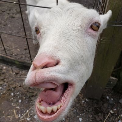 なんてったって、あんず。さんのプロフィール画像