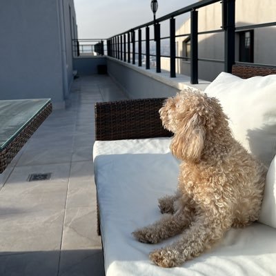 yunustufekci's profile picture. 