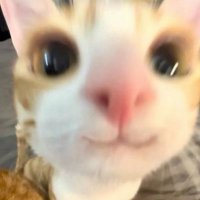 Sicheng He (@sichenghe12345) 's Twitter Profile