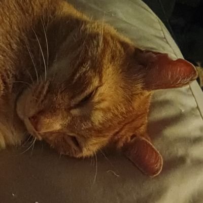 Wayward_Shakari's profile picture. hullo kitten.