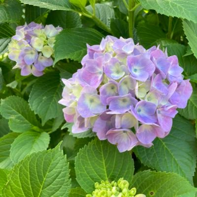 いずさんのプロフィール画像