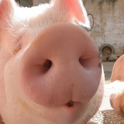DingDimo30307's profile picture. 