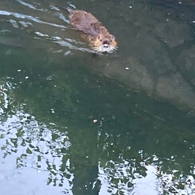 jiguzagujigu's profile picture. 