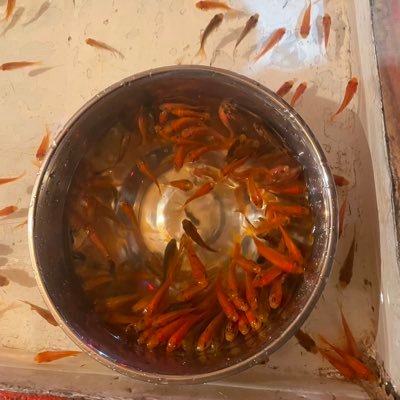 kousei20031014's profile picture. ポケカ初心者です！ポケカ友達ください！