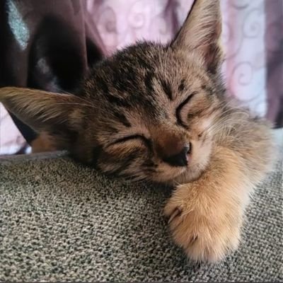 cidkagenou99's profile picture. Bismillah hijrah.