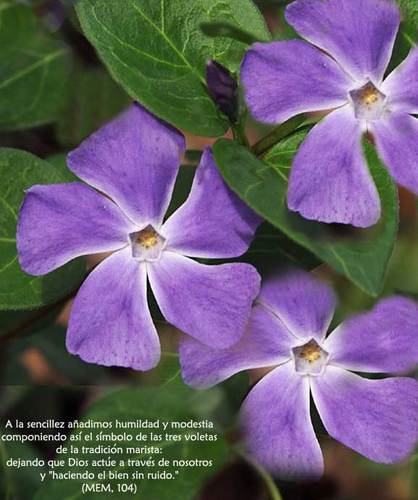 deniaademar's profile picture. Somos la asociación de ex-alumnos Maristas de Dénia.