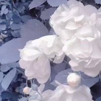 niu (@oo_knsh) 's Twitter Profile