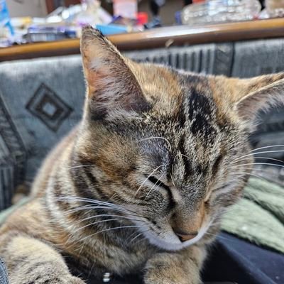 hFKGcW1uBalPQ8J's profile picture. ドン(♂️)捨て猫🐱？2021/2虹の橋へ
ウーたん(♂️)知り合いが飼えなく...飼いたくなくなったが正解か？捨てウサギ🐰2021/9ドンを追いかけるように虹の橋へ
2021/11アレルギーになり、飼えなくなった♀猫のメル(4歳)と保護猫ロン♂と、おかーしゃん(♀!?)と時々、メダカと金魚🐟