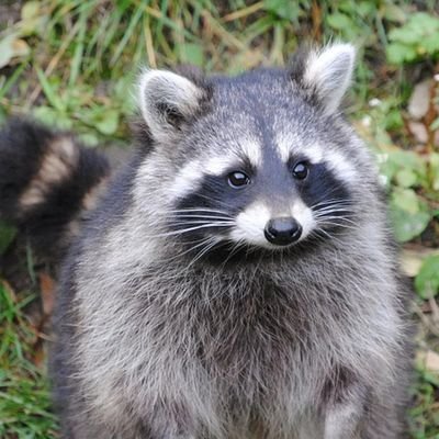 M0m4z0sMapache's profile picture. THEY/THEM/ELLE ⚫⚪🟢⚪⚫  |  Me gusta la Música Goth, sobre todo el Deathrock 🖤🦇  |  Comunista Acrata ☭Ⓐ★  |  FREE 🇵🇸, 🇨🇩, 🇸🇩, Tigray, West Papua.