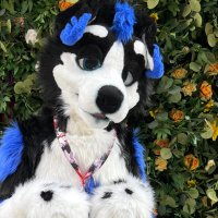 Kaspar (@kasparcollie) 's Twitter Profile Photo Kaspar (@kasparcollie) 's Twitter Profile Photo