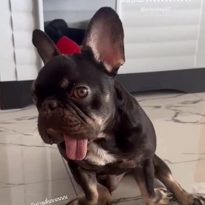 supermice78633's profile picture. 