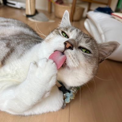 hamahare's profile picture. Everyone deserves to be loved