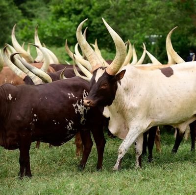 DhikusookaRoger's profile picture. Dhikso --Expanding contours of tolerance, for Peace to thrive..