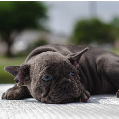 SlumpyOnSolana's profile picture. $SLUMPY | the sleepiest dog in the hotel