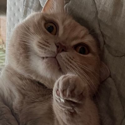 にじねこさんのプロフィール画像