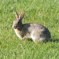 Leethateau (@leethateauqx1_) 's Twitter Profile