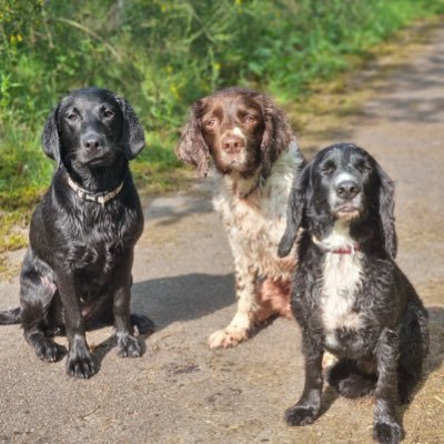 A sprightly Springer Spaniel..I live wif my bud Rebel (11) and oor wee Labby sista who we are training to be norty! 😈We luv walkies, sossiges & tennis balls.