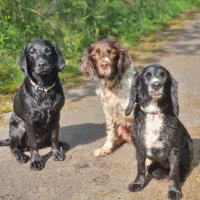 Disney (@disneyspaniel) 's Twitter Profile
