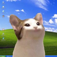 POPS (@popcatnfts) 's Twitter Profile