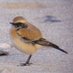 MarcM381 (@aquilabirding) Twitter profile photo MarcM381 (@aquilabirding) Twitter profile photo