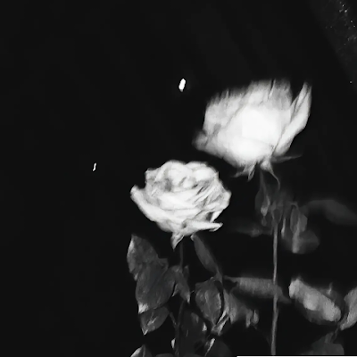 N_B_Bo's profile picture. 