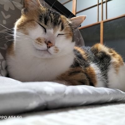 JOPpin7UY852113's profile picture. ポケモンGOやってます気軽に絡んでください！！！
無課金者です！一緒に無課金極めましょう！！！