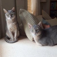 Zeppelin ๐ and Sapphire ๐ (@thecatzeppelin) 's Twitter Profile Photo Zeppelin ๐ and Sapphire ๐ (@thecatzeppelin) 's Twitter Profile Photo