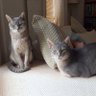 TheCatZeppelin's profile picture. Twin Blue Abyssinians  Sapphire 🌈2017 Zeppelin 🌈2022
#SuperSeniorCatsClub