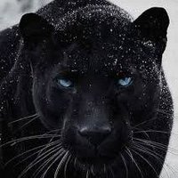مقتدى العراقي (@mqtdy675) 's Twitter Profile