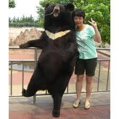 dating bear