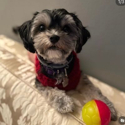 @gipsy_morkie_