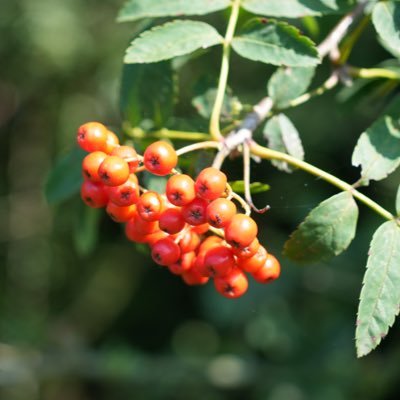 goverzig's profile picture. 