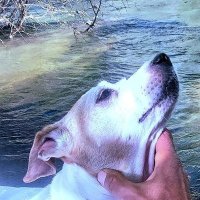 Dani🟥💙🌋🔥🐕🐈🔻 (@danielj20059611) 's Twitter Profile