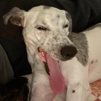 Jason Steele (@reddude1234) 's Twitter Profile