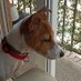 Oreo Jack Russell (@oreo_jackrussel) Twitter profile photo Oreo Jack Russell (@oreo_jackrussel) Twitter profile photo