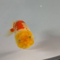 大阿蘇養魚場(らんちゅう) (@minnkota_style) 's Twitter Profile Photo 大阿蘇養魚場(らんちゅう) (@minnkota_style) 's Twitter Profile Photo